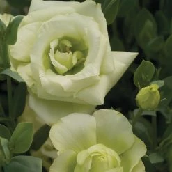 CGASPL Lisianthus Mariachi Lime Green Flower Seeds
