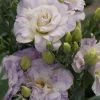 CGASPL Lisianthus Mariachi Misty Blue Flower Seeds