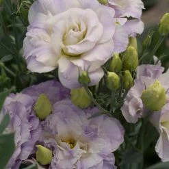 CGASPL Lisianthus Mariachi Misty Blue Flower Seeds