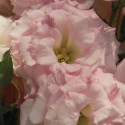 CGASPL Lisianthus Mariachi Misty Pink Flower Seeds Sakata Seeds