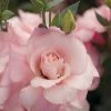 CGASPL Lisianthus Mariachi Pink Flower Seeds Sakata Seeds