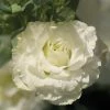 CGASPL Sakata Seeds Lisianthus Mariachi Pure White Flower Seeds 1 CGASPL Sakata Seeds Lisianthus Mariachi Pure White Flower Seeds