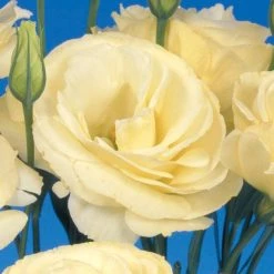 CGASPL Lisianthus Mariachi Yellow Flower Seeds Sakata Seeds