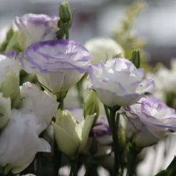 Chhajed Garden Lisianthus Rosita 2 Blue Picotee Flower Seeds Imported Flower Seeds