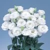 Chhajed Garden Imported Flower Seeds Lisianthus Rosita 2 White Flower Seeds