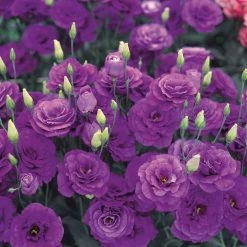 CGASPL Imported Flower Seeds Lisianthus (Eustoma) Echo Blue Flower Seeds