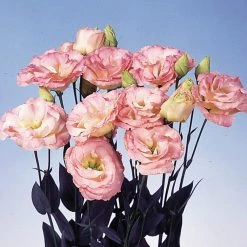 CGASPL Lisianthus (Eustoma) Echo Champagne Flower Seeds