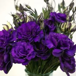 CGASPL Imported Flower Seeds Lisianthus (Eustoma) Echo Purple Flower Seeds