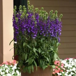 Chhajed Garden Lobelia Speciosa Starship Blue Flower Seeds 6 Chhajed Garden Lobelia Speciosa Starship Blue Flower Seeds