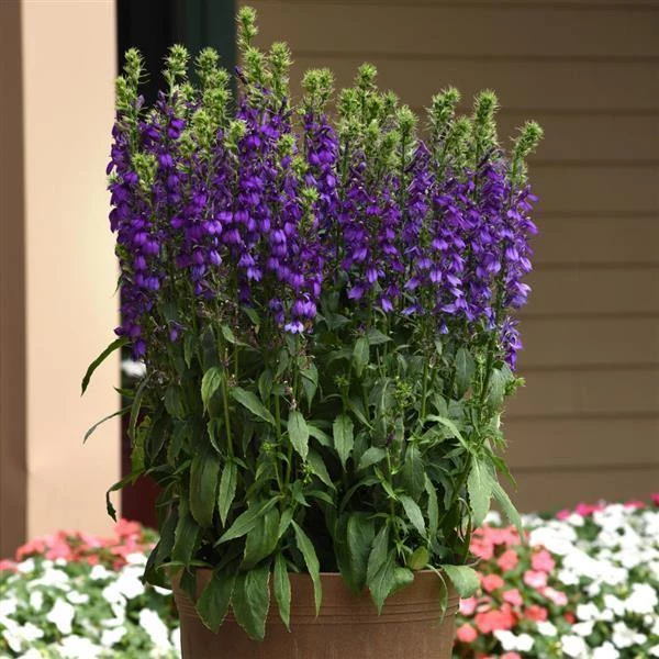 Chhajed Garden Lobelia Speciosa Starship Blue Flower Seeds 4 Chhajed Garden Lobelia Speciosa Starship Blue Flower Seeds