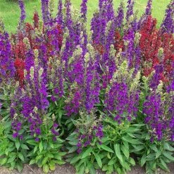 Chhajed Garden Lobelia Speciosa Starship Blue Flower Seeds 7 Chhajed Garden Lobelia Speciosa Starship Blue Flower Seeds