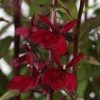 Chhajed Garden Pan American Seeds Lobelia Speciosa Starship Burgundy Flower Seeds 2 Chhajed Garden Pan American Seeds Lobelia Speciosa Starship Burgundy Flower Seeds