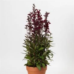 Chhajed Garden Pan American Seeds Lobelia Speciosa Starship Burgundy Flower Seeds