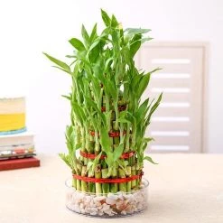 CGASPL 5 Layer Lucky Bamboo