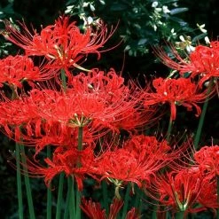 CGASPL Lycoris Radiata Red (Nerine) Flower Bulbs (Pack Of 6) Winter Flower Bulbs
