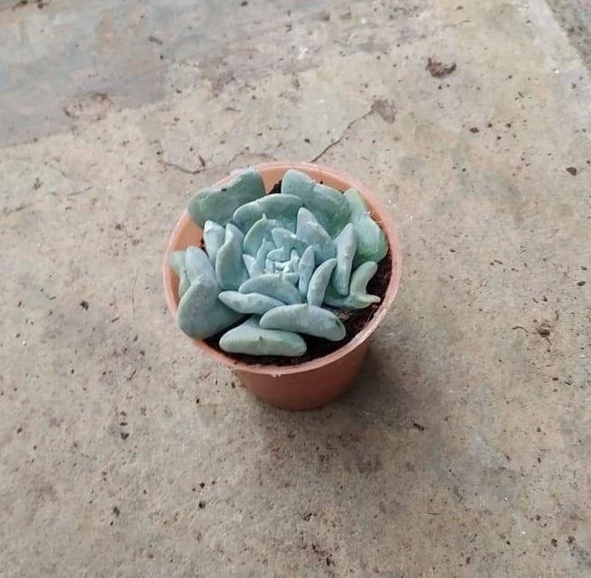 CGASPL Plants Echeveria Runyonii 'Topsy Turvy' Small Succulent Plant 5 CGASPL Plants Echeveria Runyonii 'Topsy Turvy' Small Succulent Plant