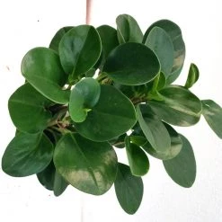 CGASPL Peperomia Obtusifolia Green Plant Plants