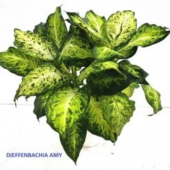 CGASPL Dieffenbachia Amy Plant