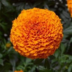 CGASPL Marigold African Inca II Deep Orange Flower Seeds