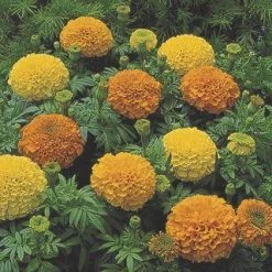 CGASPL Imported Flower Seeds Marigold African Inca II Mix Flower Seeds