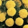 CGASPL Marigold African Inca II Yellow Flower Seeds