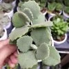 CGASPL Kalanchoe Millotii Succulent Plant Plants
