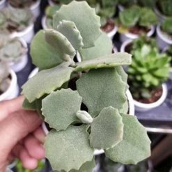 CGASPL Kalanchoe Millotii Succulent Plant Plants