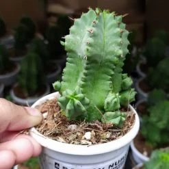 CGASPL Plants Trichocereus Pachanoi Cactus