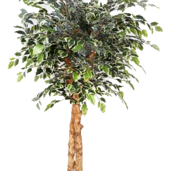 CGASPL Artificial Mini Varigated Ficus Real Touch In Coffee Wood - 5 Feet