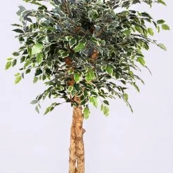 CGASPL Artificial Mini Varigated Ficus Real Touch In Coffee Wood - 6 Feet Artificial Plants