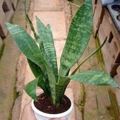 CGASPL 5 Indoor Plant Pack - Areca Palm, Fiscus Elastic Rubber Plant, Peace Lily, Snake Plant, Golden Money Plant 10 CGASPL 5 Indoor Plant Pack - Areca Palm, Fiscus Elastic Rubber Plant, Peace Lily, Snake Plant, Golden Money Plant