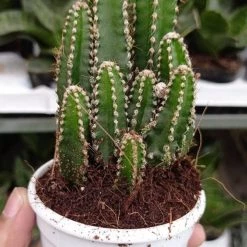 CGASPL Fairy Castle Cactus Non-Grafted Cactus