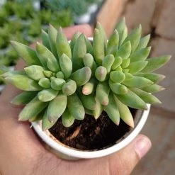 CGASPL Plants Sedeveria 'Harry Butterfield' (Super Donkey Tail) Succulent Plant