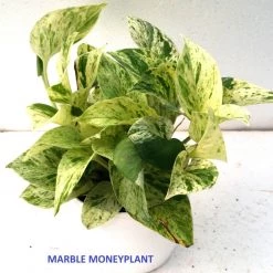 CGASPL Air Purifier Money Plants (Pack Of 3) With Flower Pots With 5 Gram Fertilizer Free