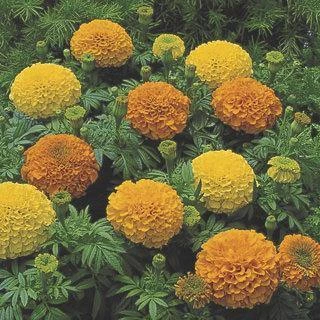 CGASPL Marigold African Inca Mix Flower Seeds Imported Flower Seeds 4 CGASPL Marigold African Inca Mix Flower Seeds Imported Flower Seeds