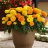 Chhajed Garden Marigold African Marvel II Mix Flower Seeds