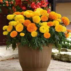 Chhajed Garden Marigold African Marvel II Mix Flower Seeds