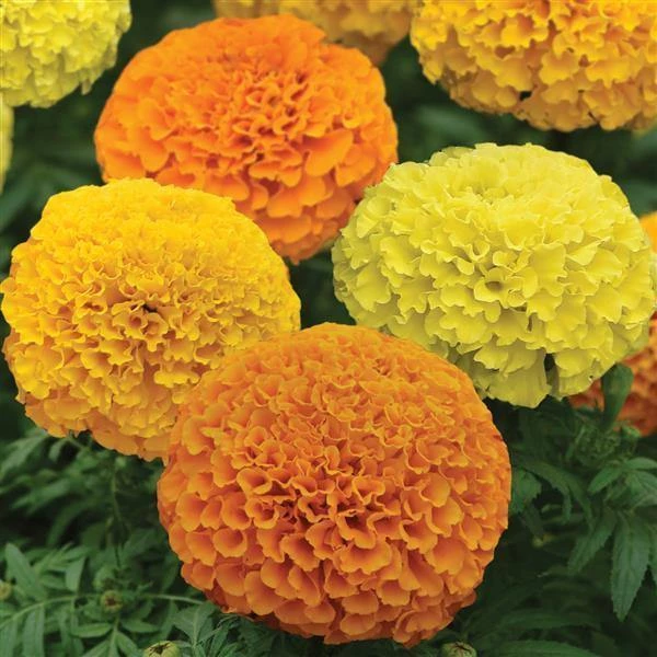 Chhajed Garden Marigold African Marvel II Mix Flower Seeds 4 Chhajed Garden Marigold African Marvel II Mix Flower Seeds