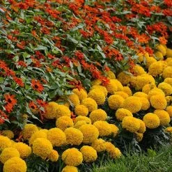 Pan American Seeds Marigold African Taishan Gold Flower Seeds Imported Flower Seeds