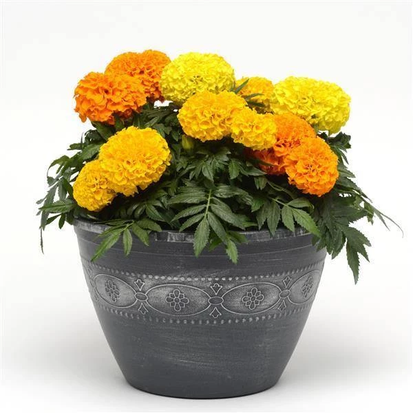 Pan American Seeds Marigold African Taishan Mix Flower Seeds 4 Pan American Seeds Marigold African Taishan Mix Flower Seeds