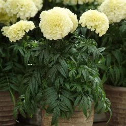 Pan American Seeds Marigold African Vanilla White Flower Seeds