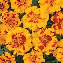 Pan American Seeds Marigold French Durango Bolero Flower Seeds