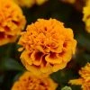 Pan American Seeds Marigold French Hot Pak Flame Flower Seeds Imported Flower Seeds 1 Pan American Seeds Marigold French Hot Pak Flame Flower Seeds Imported Flower Seeds