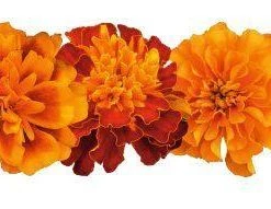 CGASPL Marigold French Super Hero Maxi Mix Flower Seeds Imported Flower Seeds