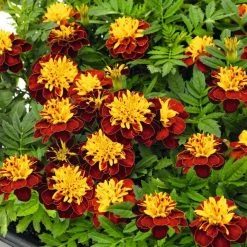 CGASPL Marigold French Super Hero Spry Flower Seeds