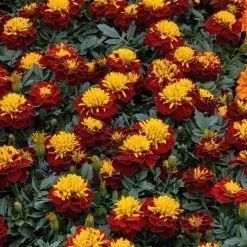 CGASPL Marigold French Super Hero Spry Flower Seeds