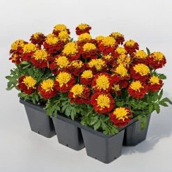CGASPL Marigold French Super Hero Spry Flower Seeds