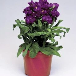 Takii Seeds Imported Flower Seeds Stock Cinderella Blue Flower Seeds