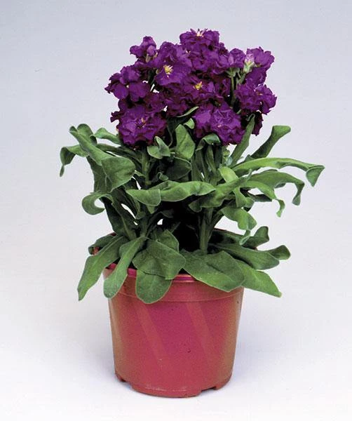 Takii Seeds Imported Flower Seeds Stock Cinderella Blue Flower Seeds 3 Takii Seeds Imported Flower Seeds Stock Cinderella Blue Flower Seeds