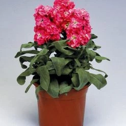 Takii Seeds Stock Cinderella Hot Pink Flower Seeds Imported Flower Seeds